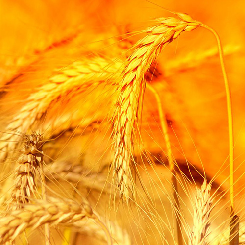 【潤(rùn)安機(jī)械】如何選擇糧食輸送機(jī)？